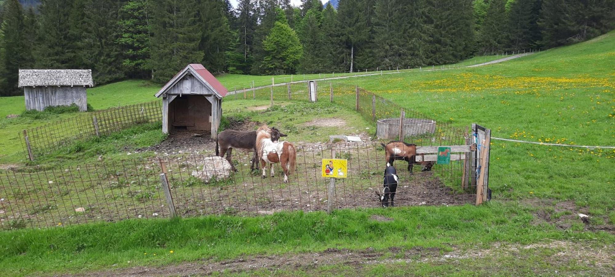 Villa Jausenstation Neuschwand à Hittisau Extérieur photo